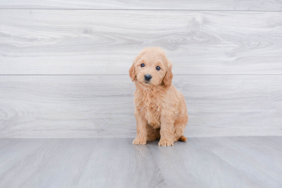 Sweet Mini Goldendoodle Baby