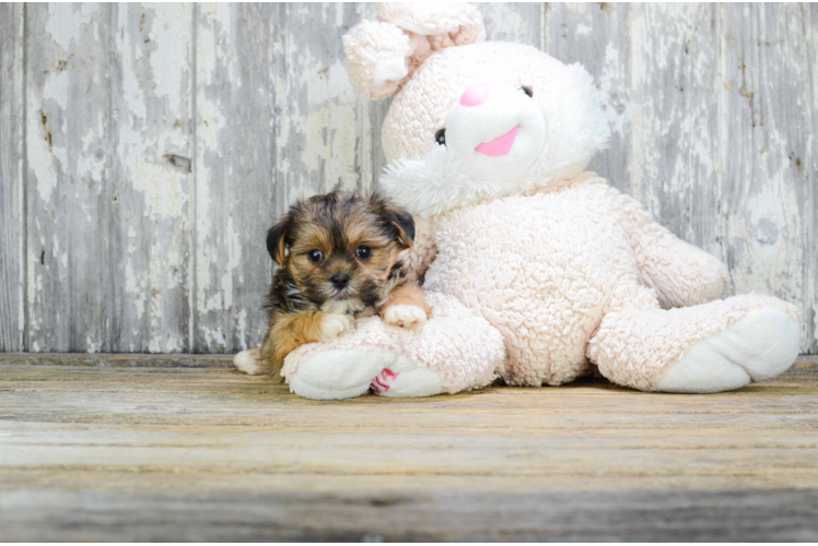 Playful Shorkie Designer Puppy