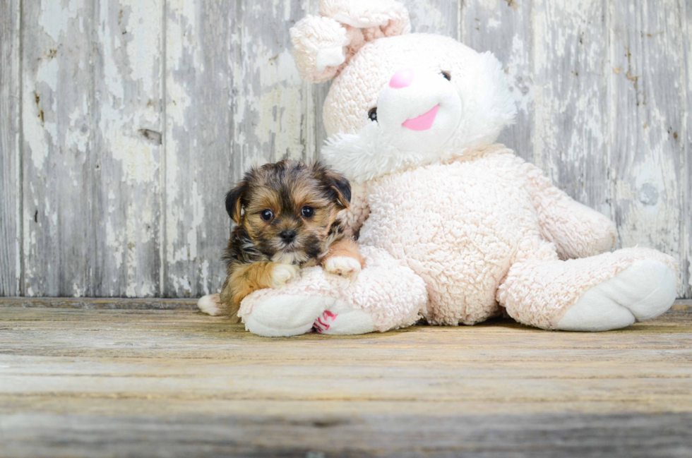 Playful Shorkie Designer Puppy