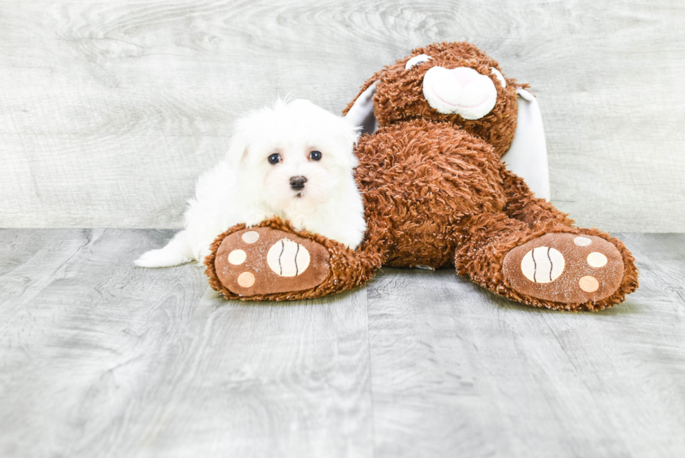 Funny Maltese Purebred Pup