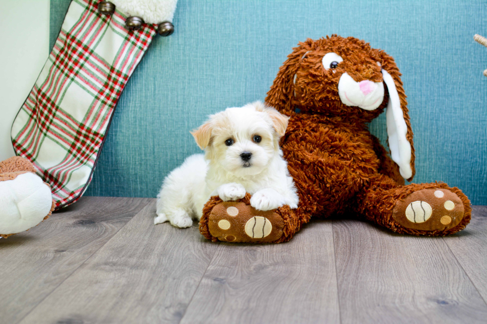 Best Maltipoo Baby