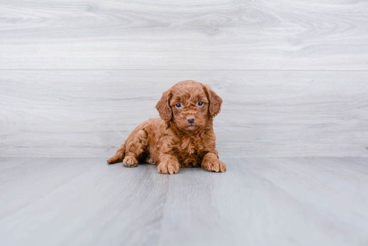 Mini Goldendoodle Pup Being Cute