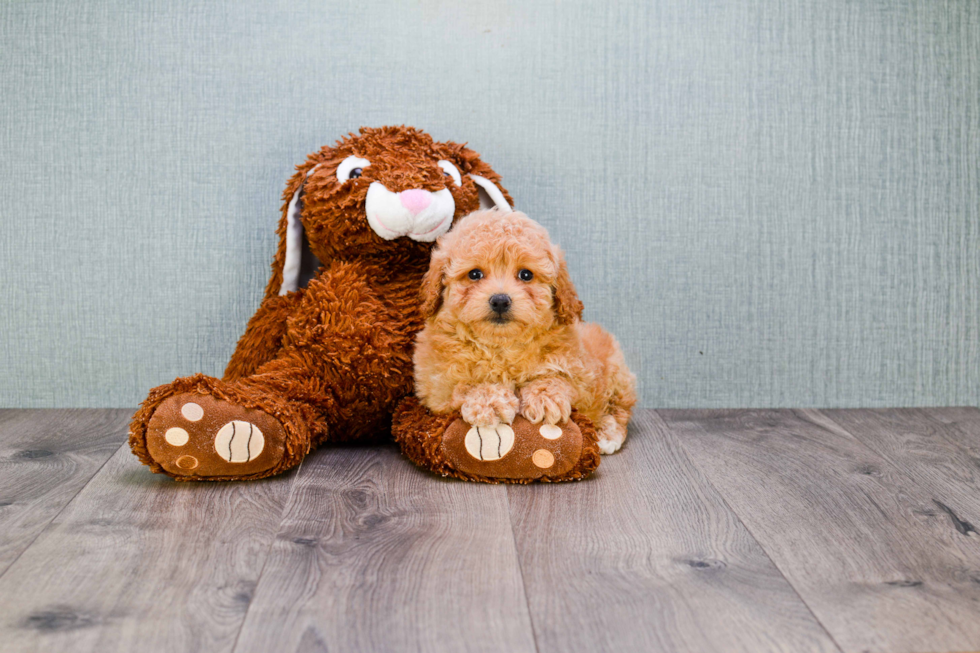 Maltipoo Puppy for Adoption