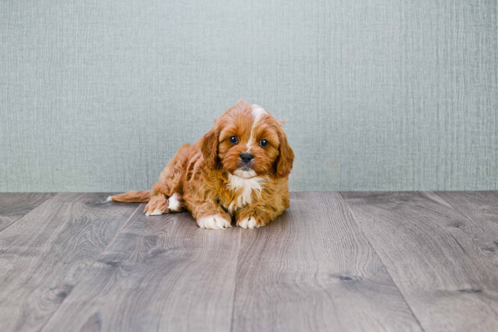 Petite Cavapoo Poodle Mix Pup