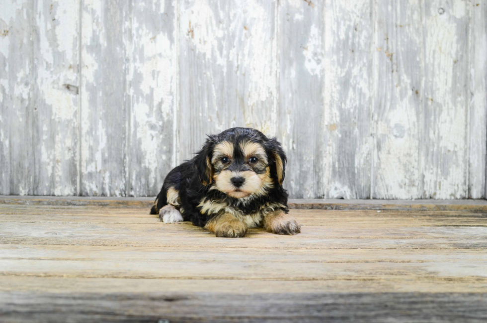 Best Morkie Baby