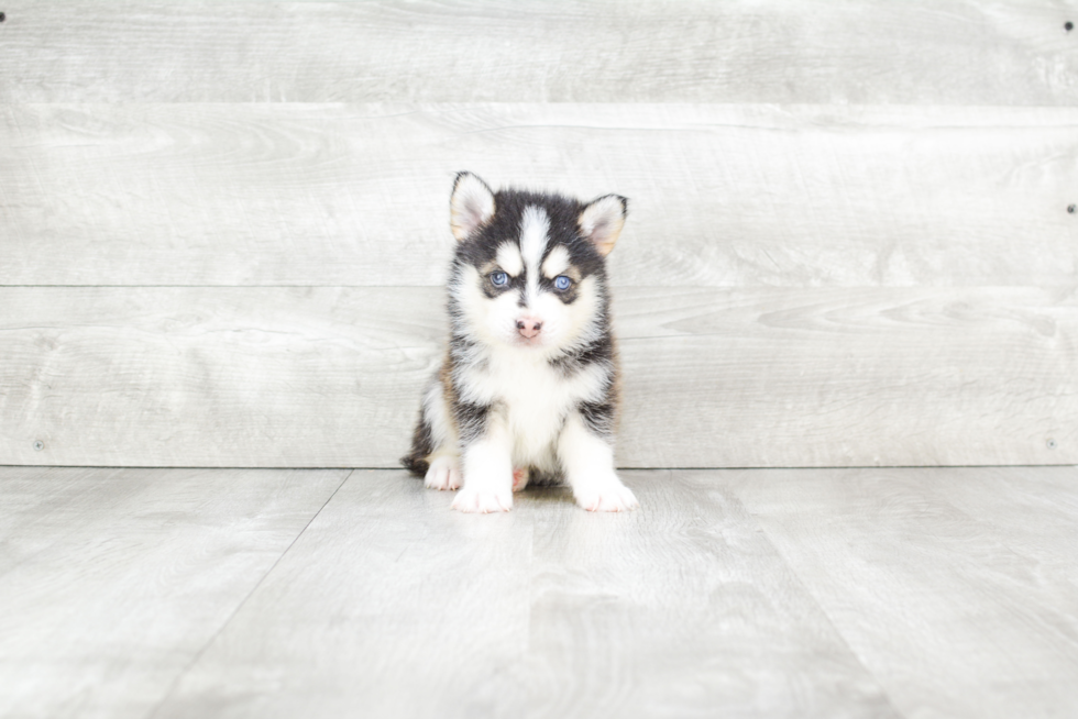 Funny Pomsky Designer Pup