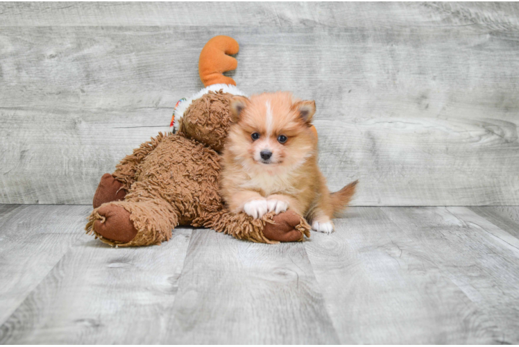 Sweet Pomeranian Purebred Puppy