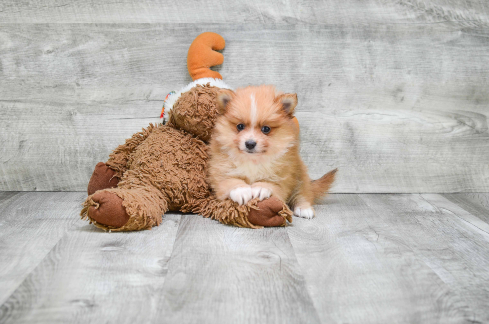 Sweet Pomeranian Purebred Puppy