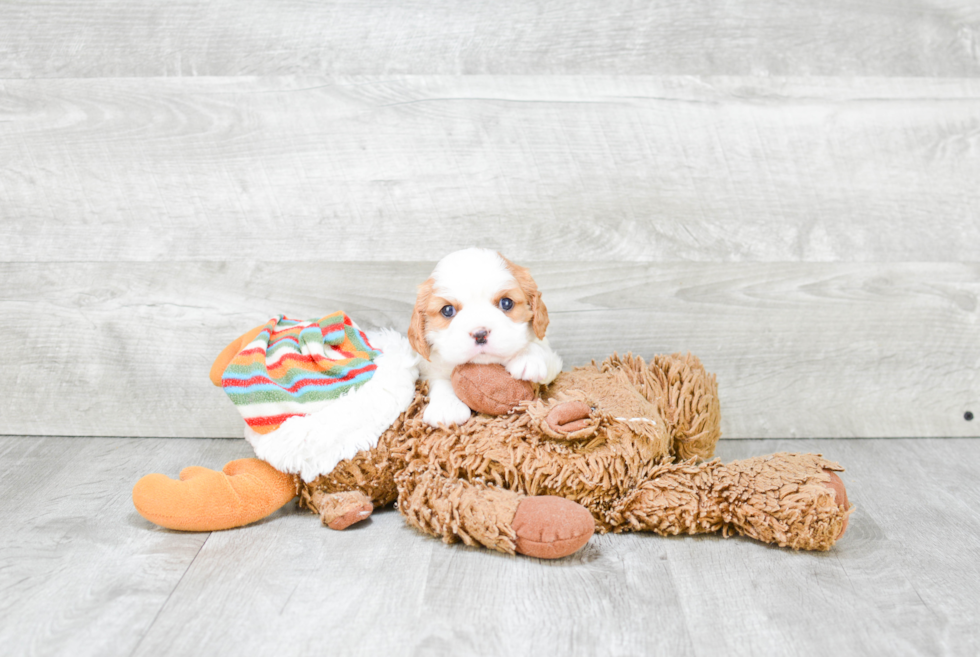 Cavalier King Charles Spaniel Pup Being Cute