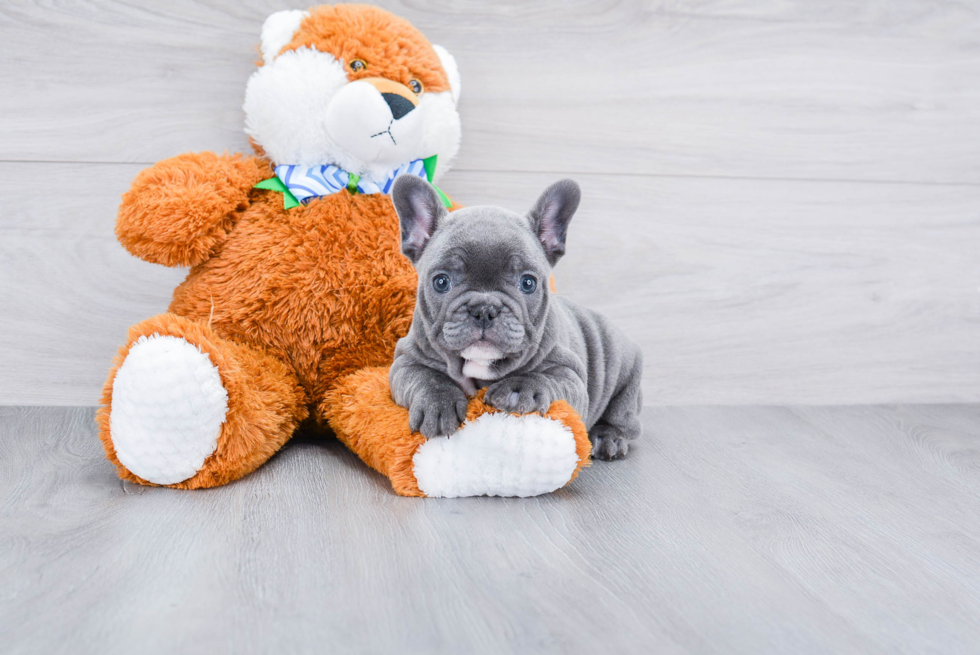 French Bulldog Puppy for Adoption