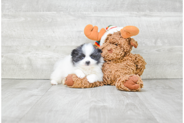 Sweet Pomeranian Purebred Puppy