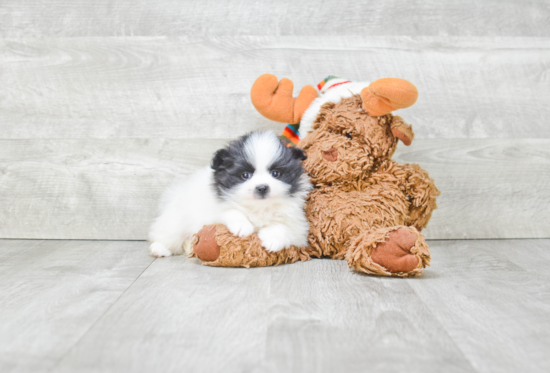 Sweet Pomeranian Purebred Puppy