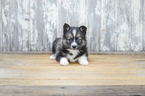 Smart Pomsky Designer Pup