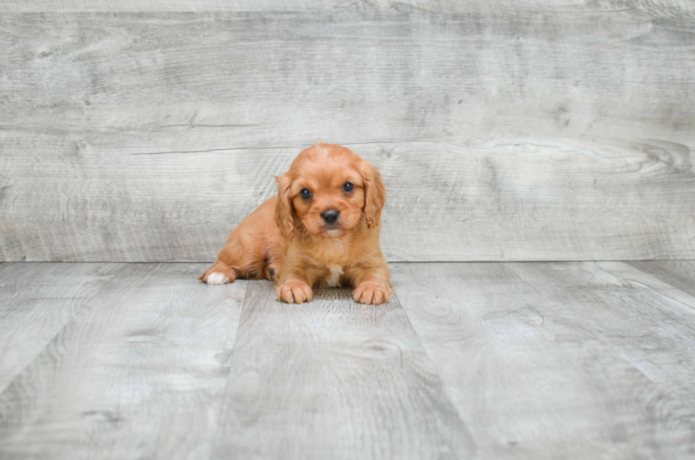 Cavalier King Charles Spaniel Pup Being Cute