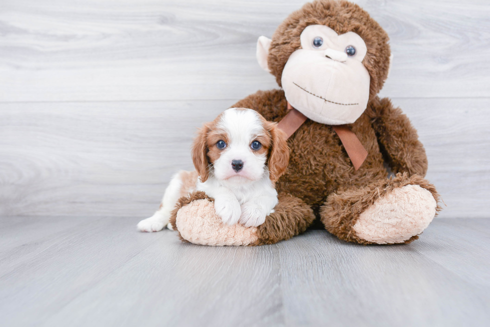 Best Cavalier King Charles Spaniel Baby