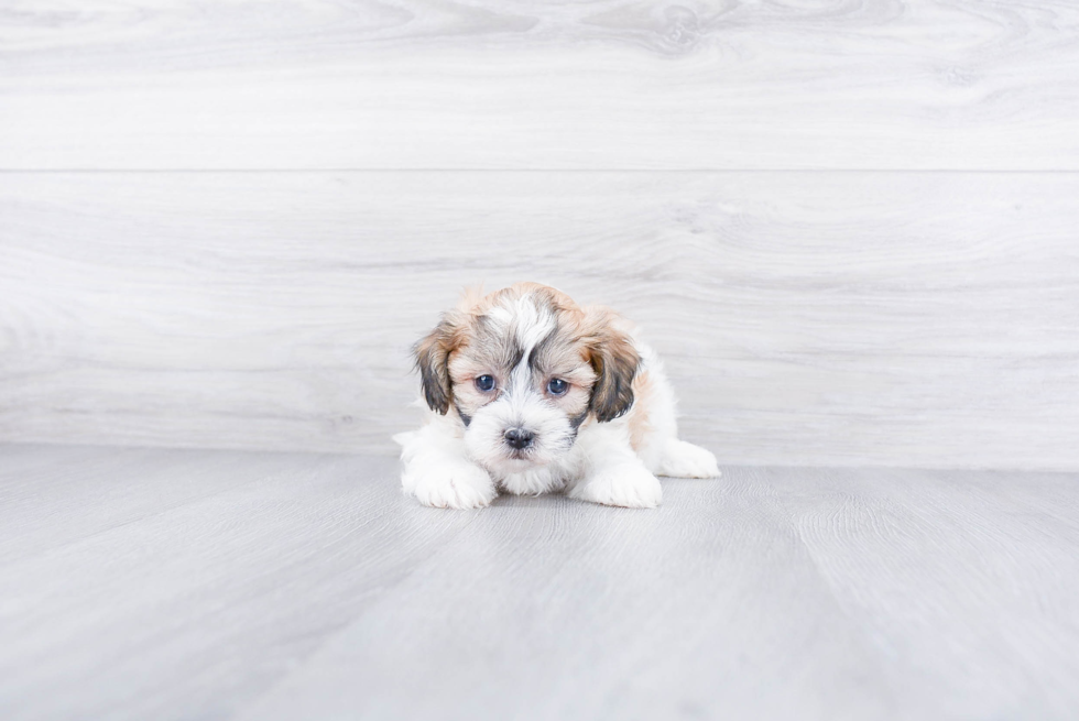 Hypoallergenic Shichon Designer Puppy