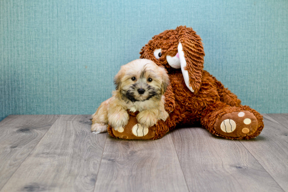 Best Morkie Baby