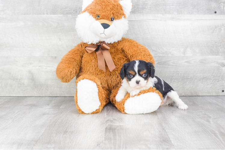 Friendly Cavalier King Charles Spaniel Purebred Pup