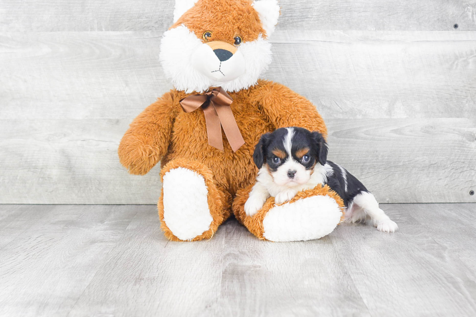Friendly Cavalier King Charles Spaniel Purebred Pup