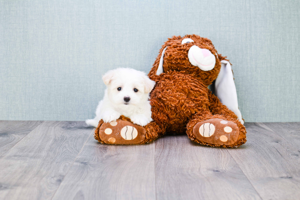 Maltipoo Pup Being Cute