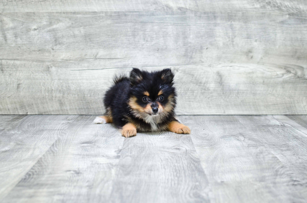 Happy Pomeranian Purebred Puppy