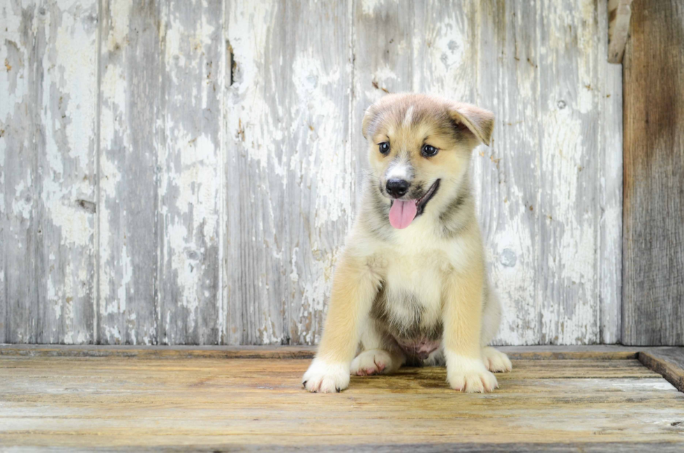 Energetic Mini Husky Designer Puppy