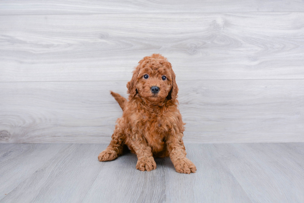 Mini Goldendoodle Puppy for Adoption