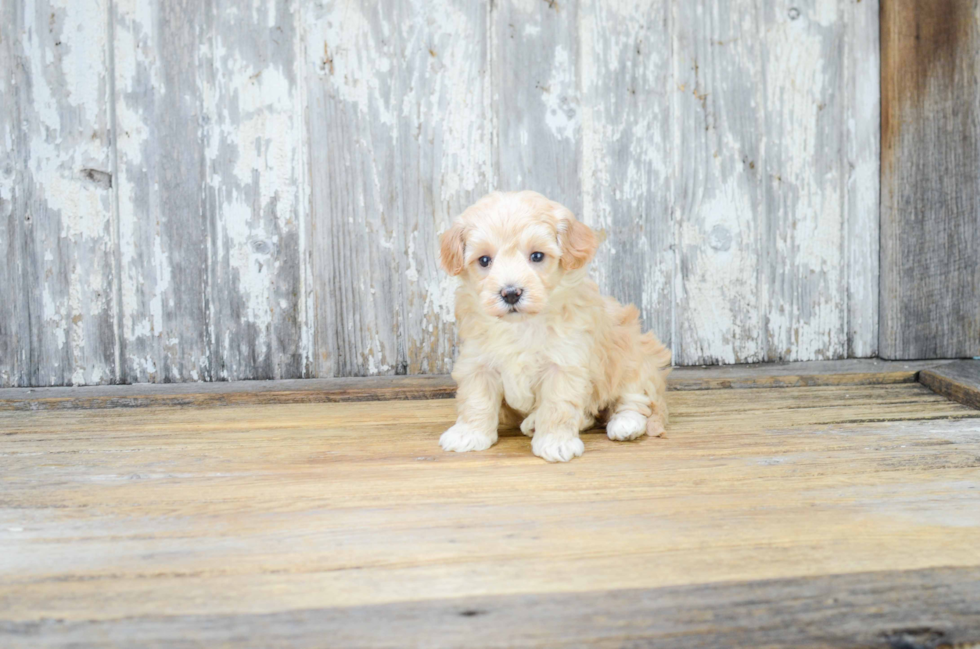 Hypoallergenic Maltepoo Poodle Mix Puppy