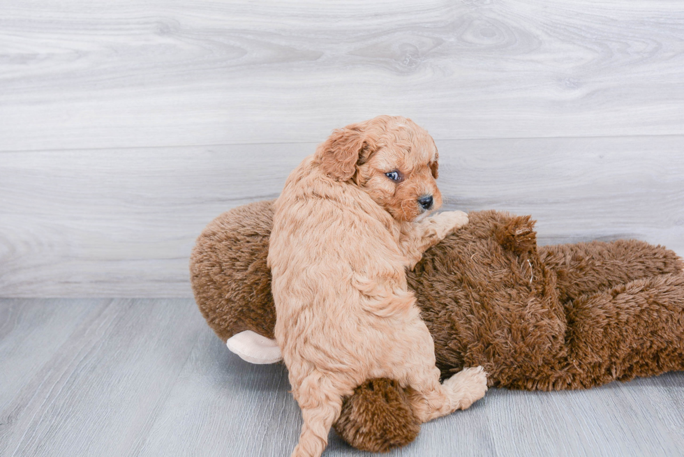 Happy Cavapoo Baby