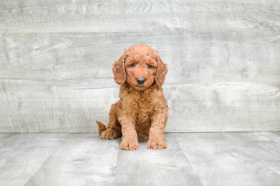 Mini Goldendoodle Pup Being Cute