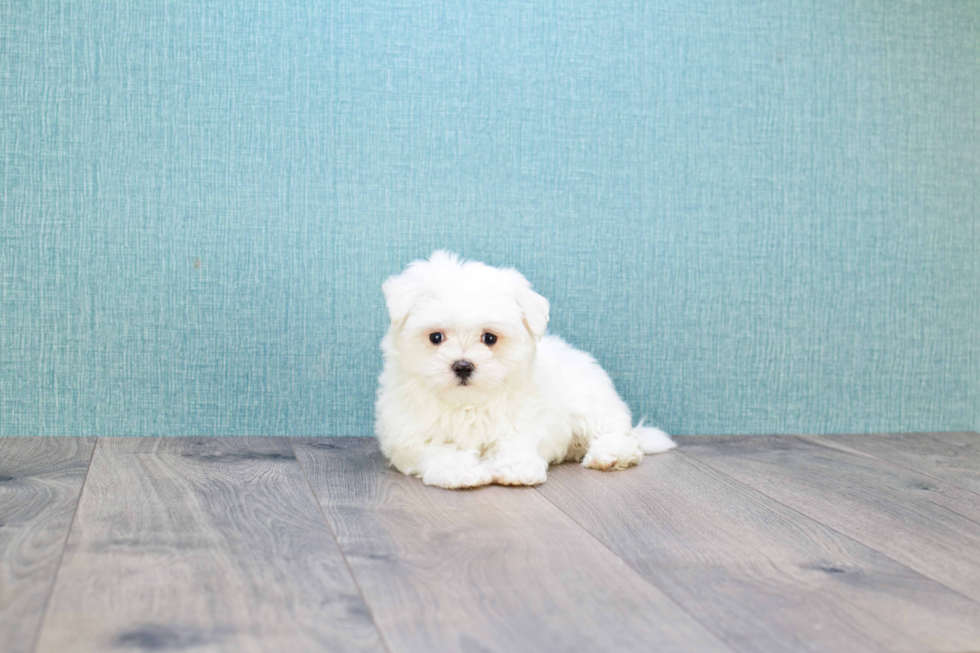 Adorable Maltese Purebred Puppy