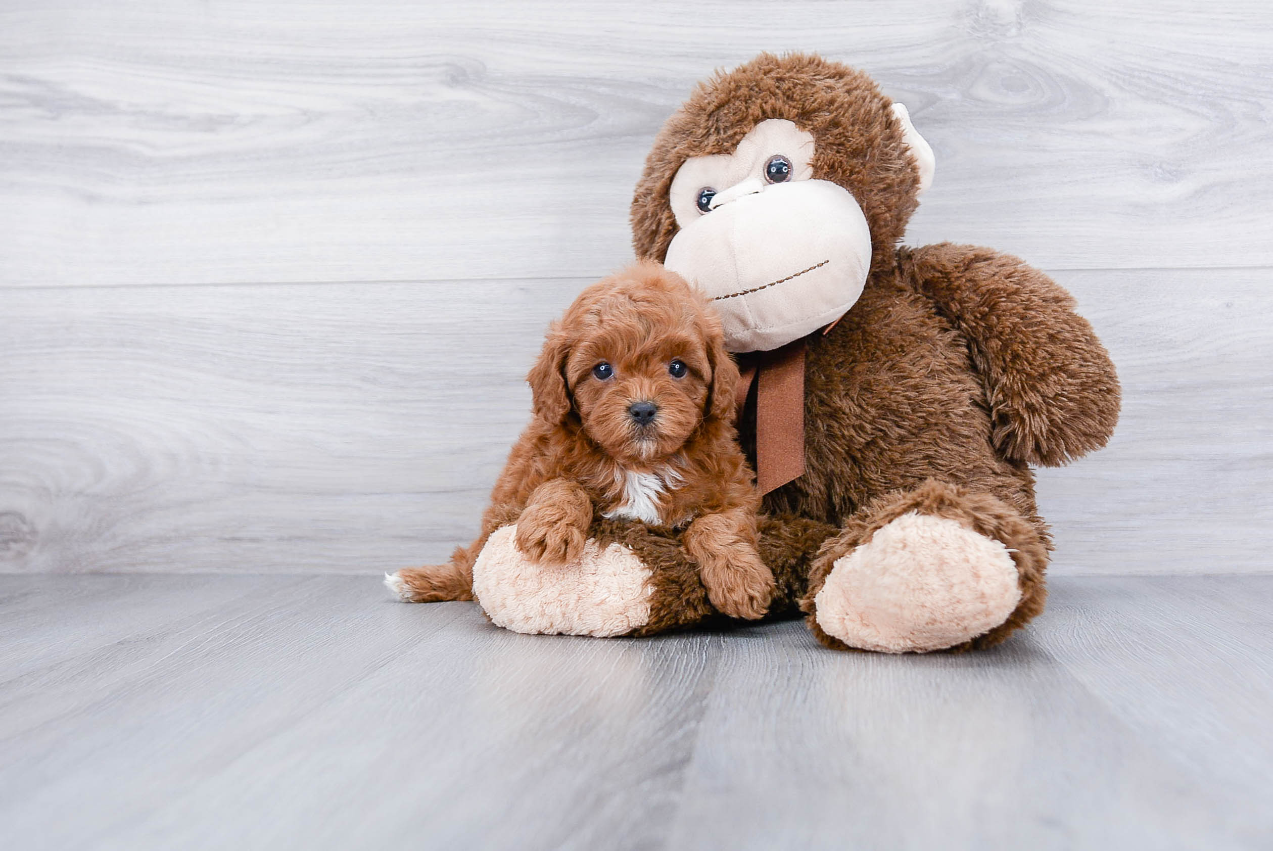 Energetic Cavoodle Poodle Mix Puppy