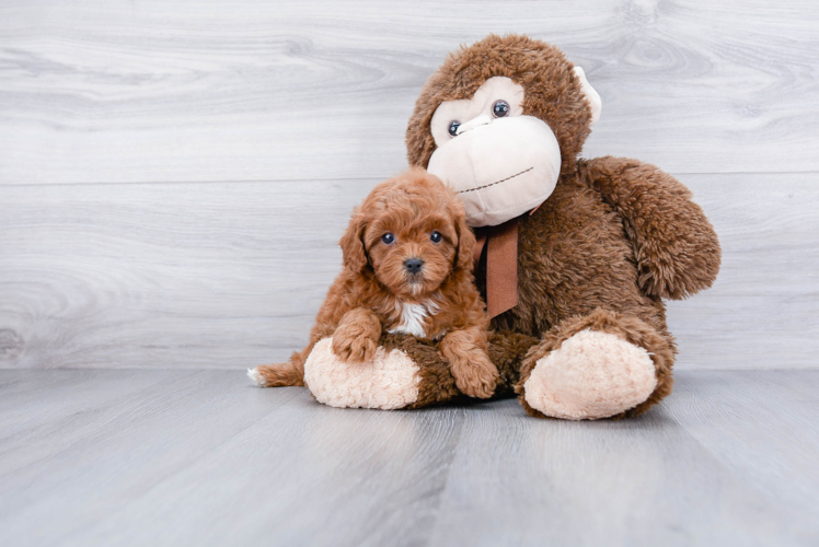 Energetic Cavoodle Poodle Mix Puppy