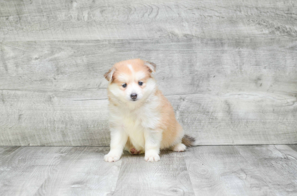 Pomsky Puppy for Adoption