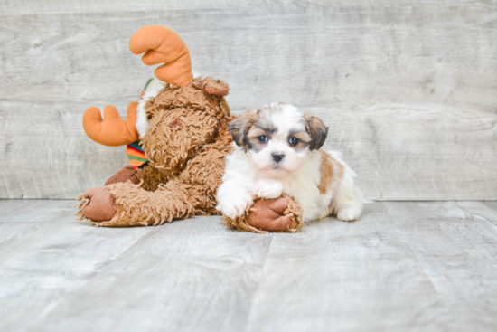 Happy Teddy Bear Baby