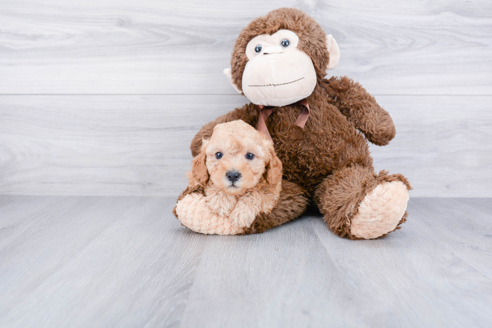 Friendly Cavapoo Baby