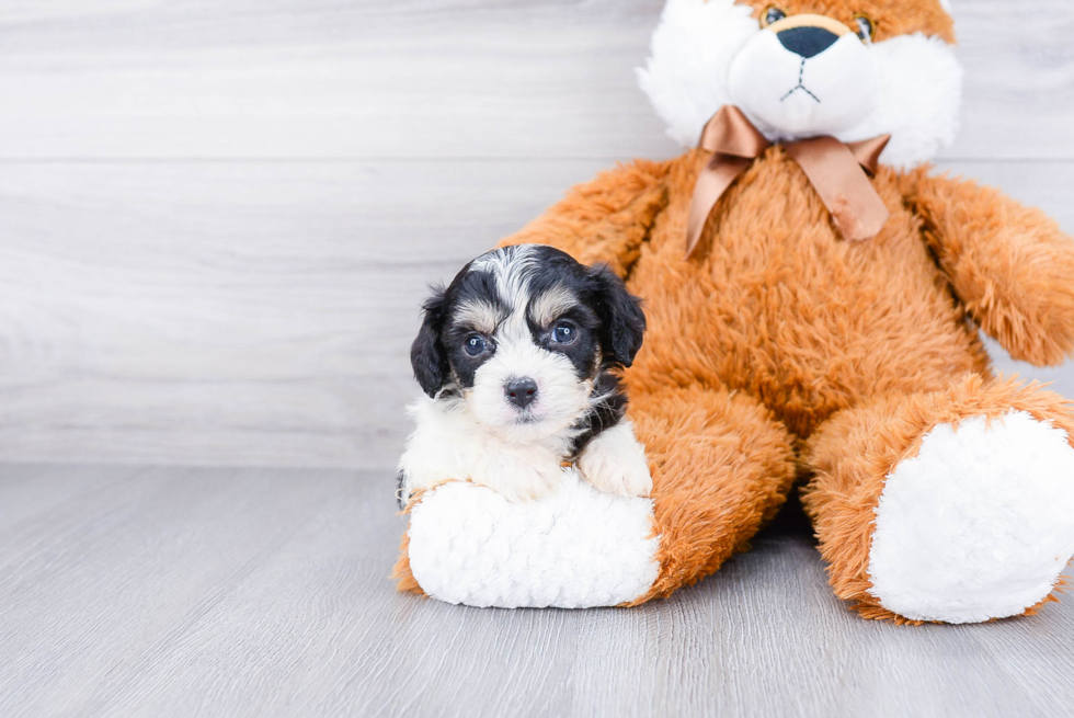 Best Cavachon Baby