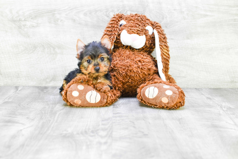 Meet Joey - our Yorkshire Terrier Puppy Photo 