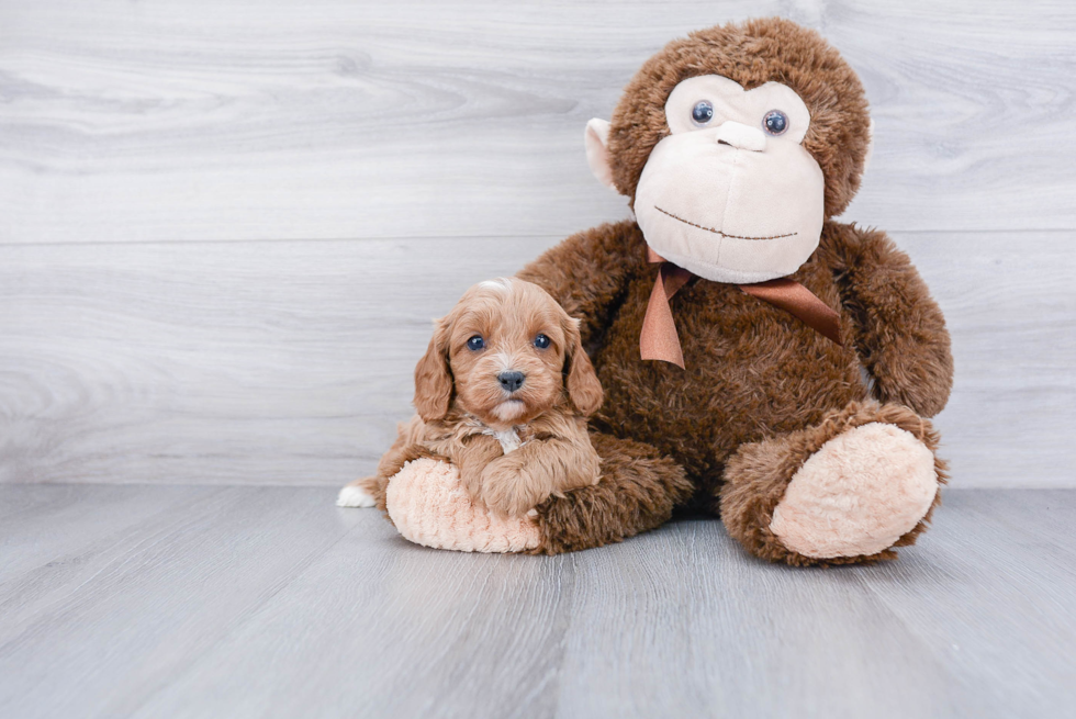 Best Cavapoo Baby