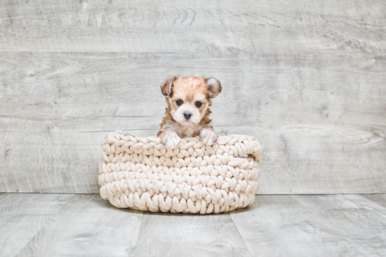 Morkie Pup Being Cute