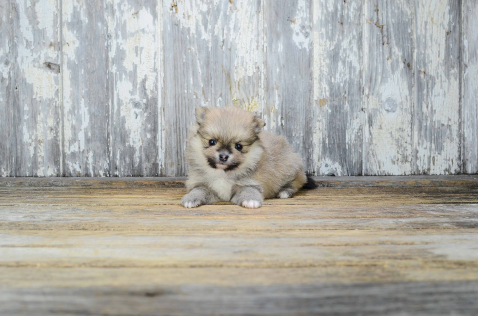 Happy Pomeranian Purebred Puppy