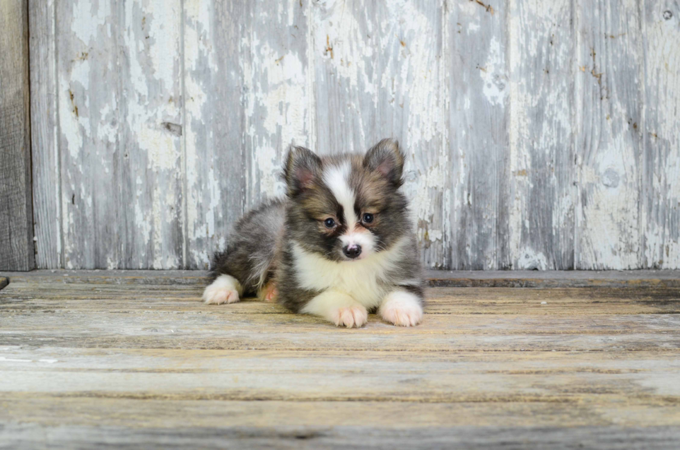 Pomsky Puppy for Adoption