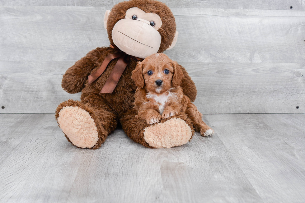 Cavapoo Pup Being Cute