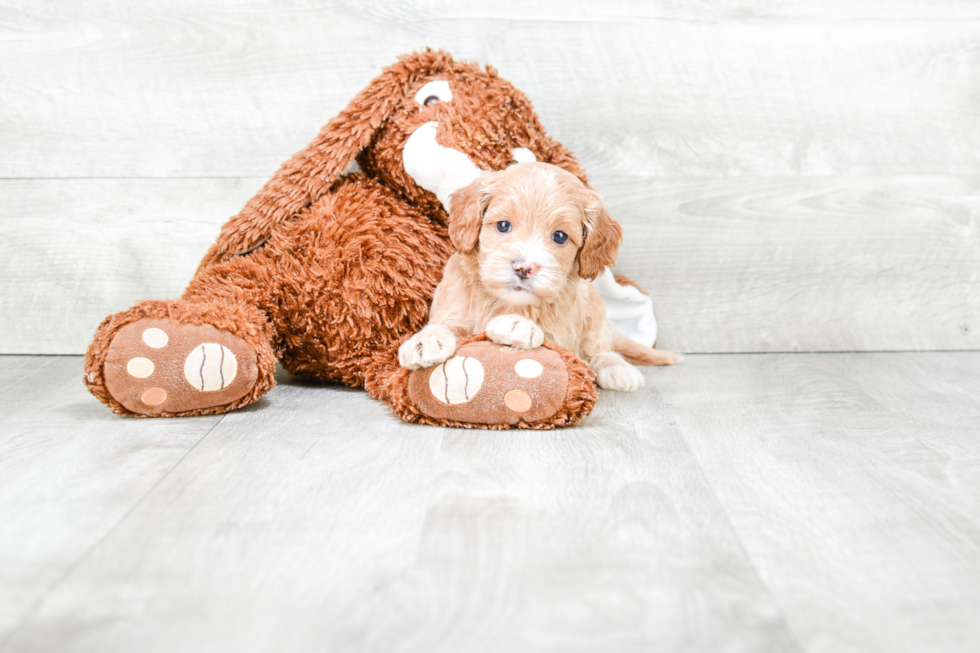 Smart Cockapoo Poodle Mix Pup