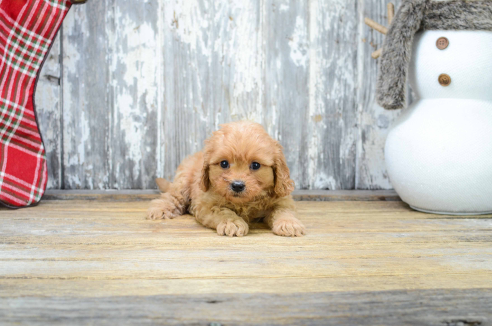 Cavapoo Pup Being Cute