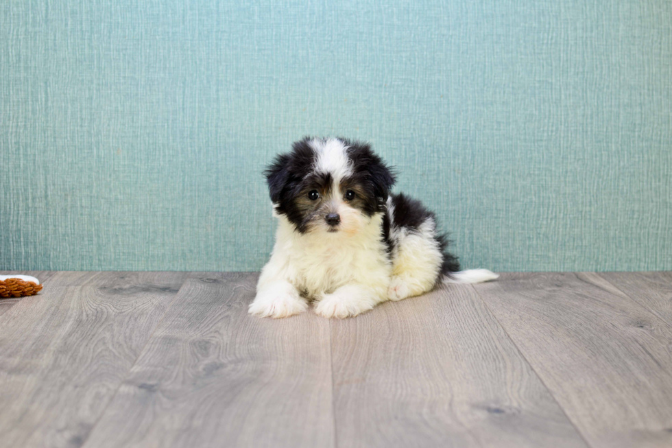 Havanese Pup Being Cute