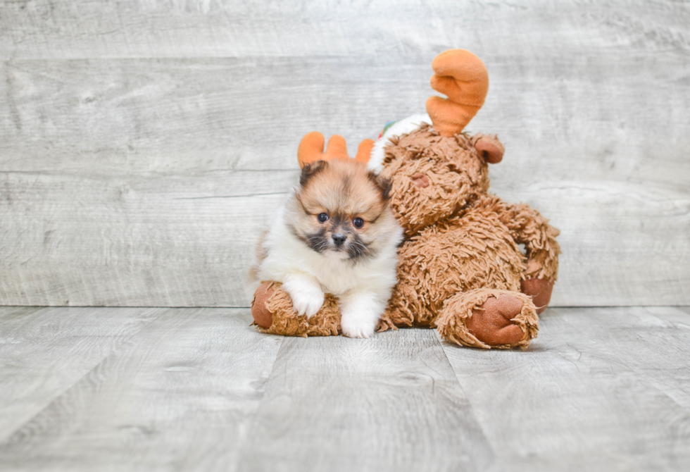 Hypoallergenic Pomeranian Baby