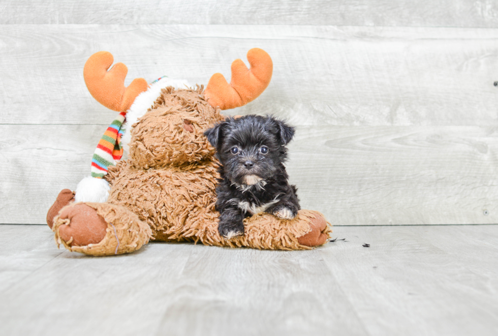 Best Morkie Baby