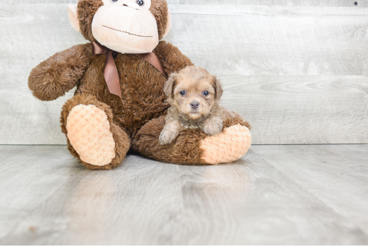 Fluffy Morkie Designer Pup