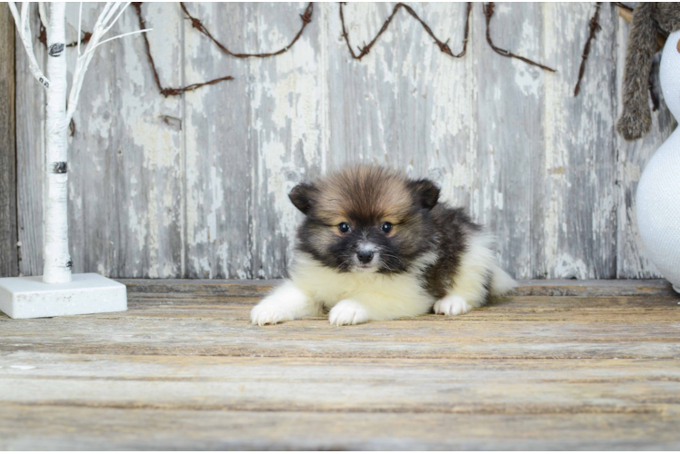 Akc Registered Pomeranian Baby